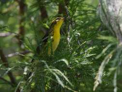 Image of Blackburnian Warbler