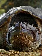 Image of Yucatán Snapping Turtle