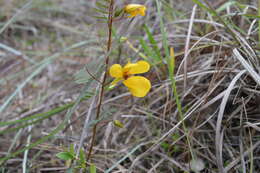 Image of Florida Keys sensitive pea