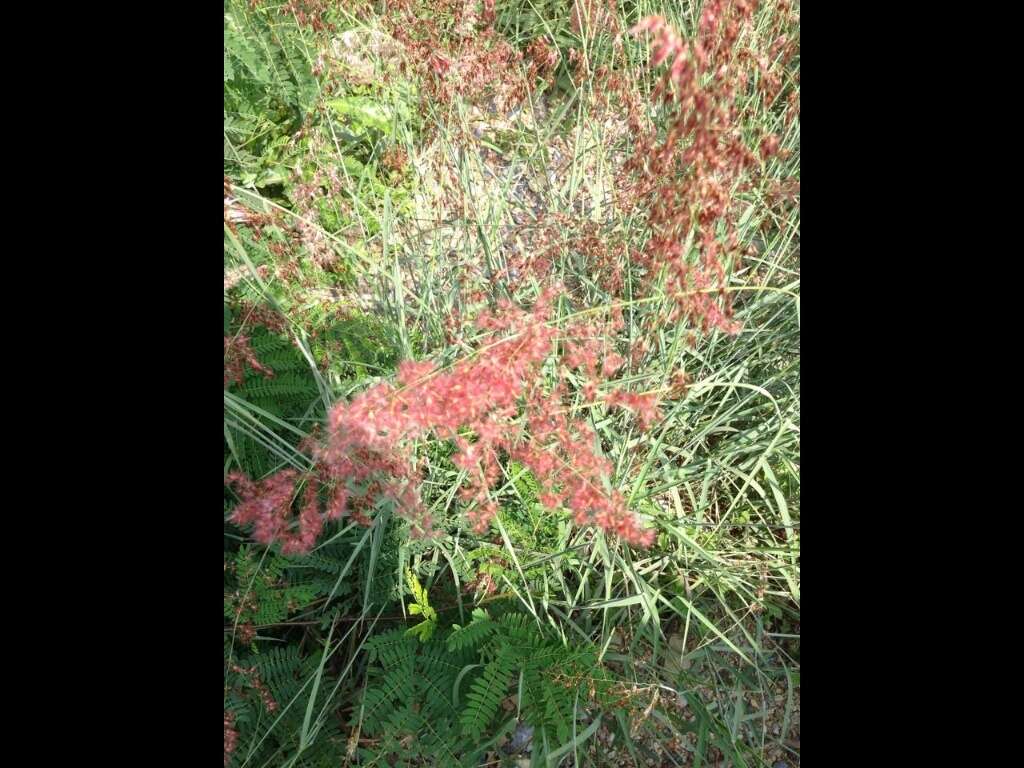 Image of Creeping Molasses Grass