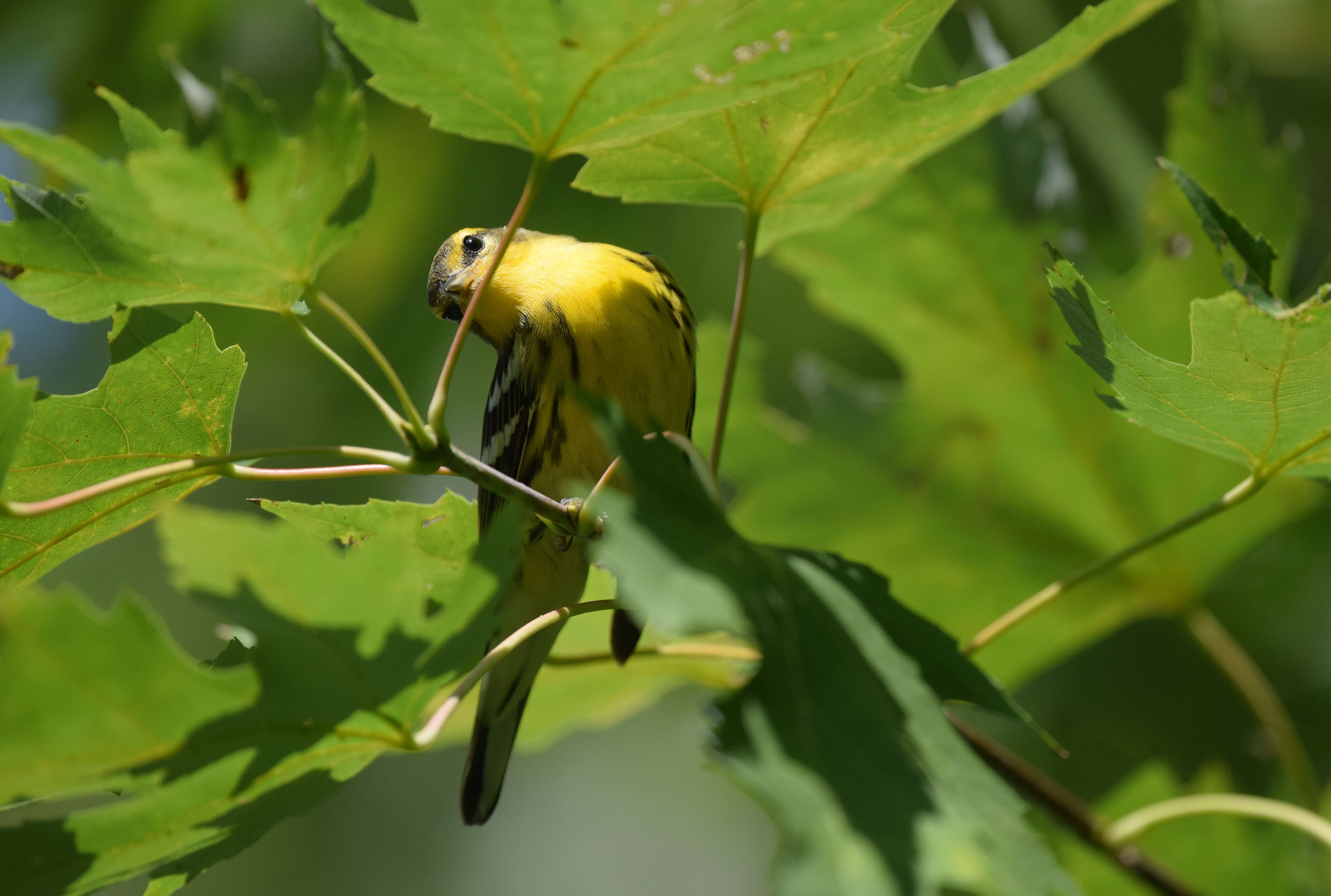 Image of Blackburnian Warbler