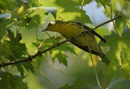 Image of Blackburnian Warbler