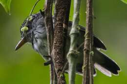 Image of Spot-crowned Antvireo