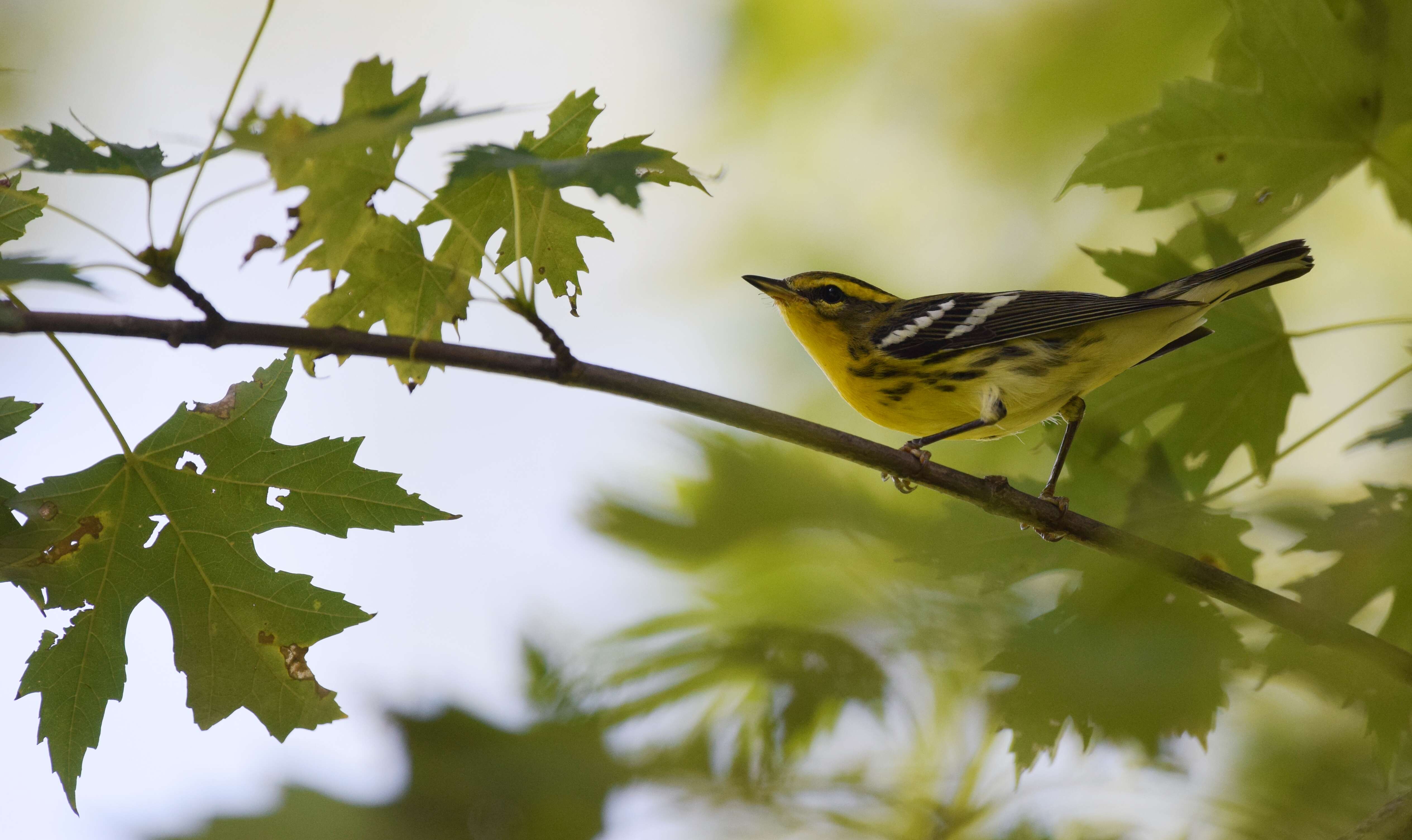 Image of Blackburnian Warbler