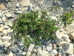 Image of Salvia ringens Sm.