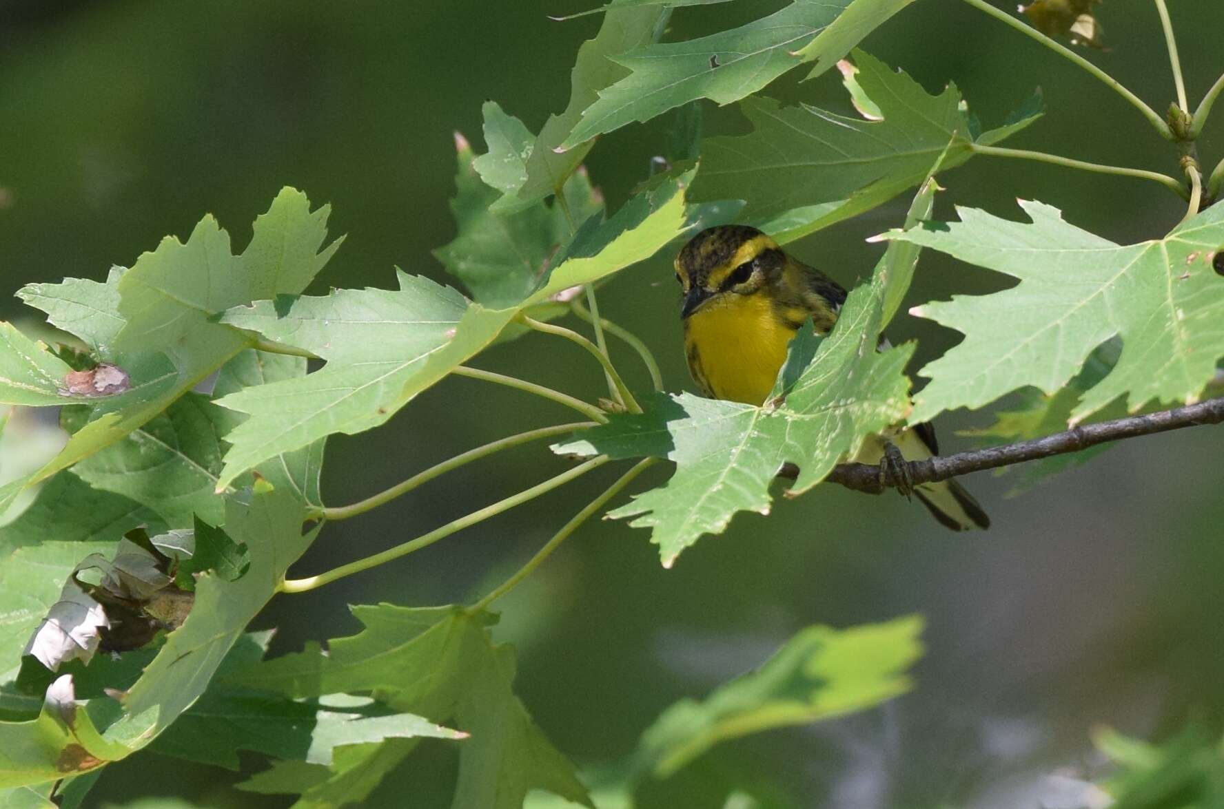 Image of Blackburnian Warbler