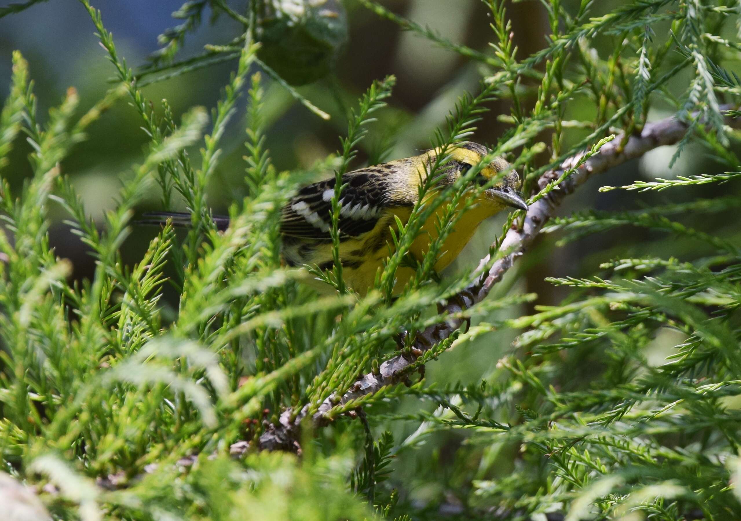 Plancia ëd Setophaga fusca (Müller & Pls 1776)