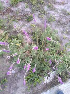 Image of Mexican bush sage