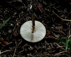 صورة Macrolepiota eucharis Vellinga & Halling 2003