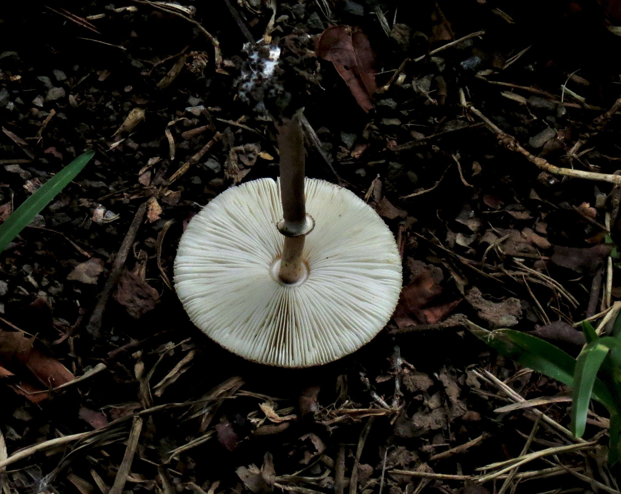 صورة Macrolepiota eucharis Vellinga & Halling 2003