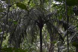 Image of Black palm