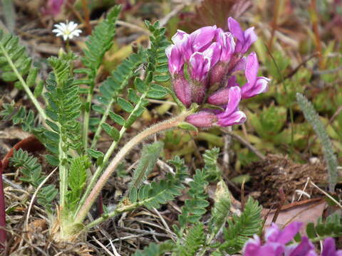 Image of <i>Oxytropis borealis</i> var. <i>hudsonica</i>