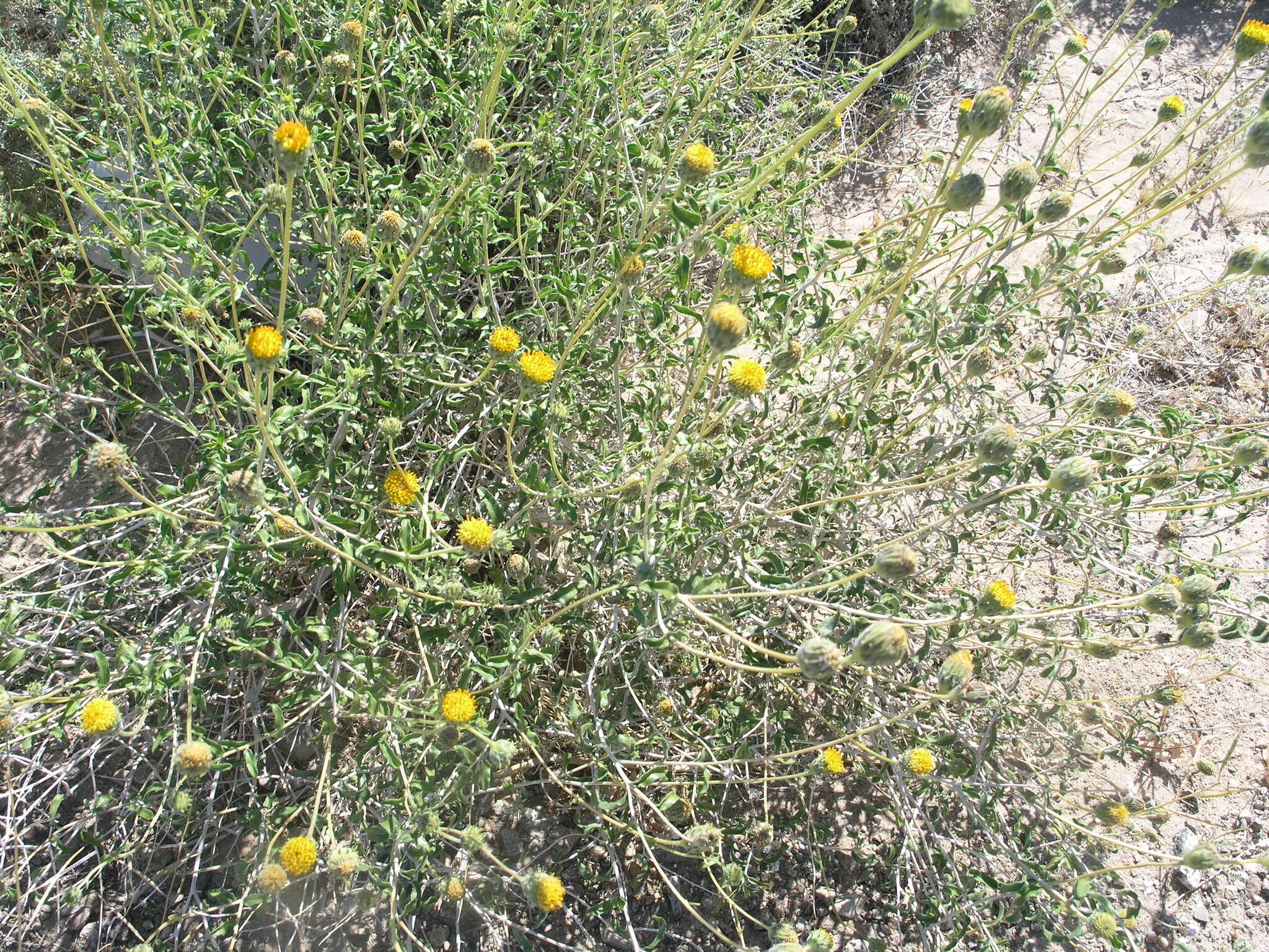 Sivun Encelia frutescens (A. Gray) A. Gray kuva