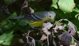 Image of Magnolia Warbler