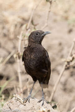 Image of Ant Chat