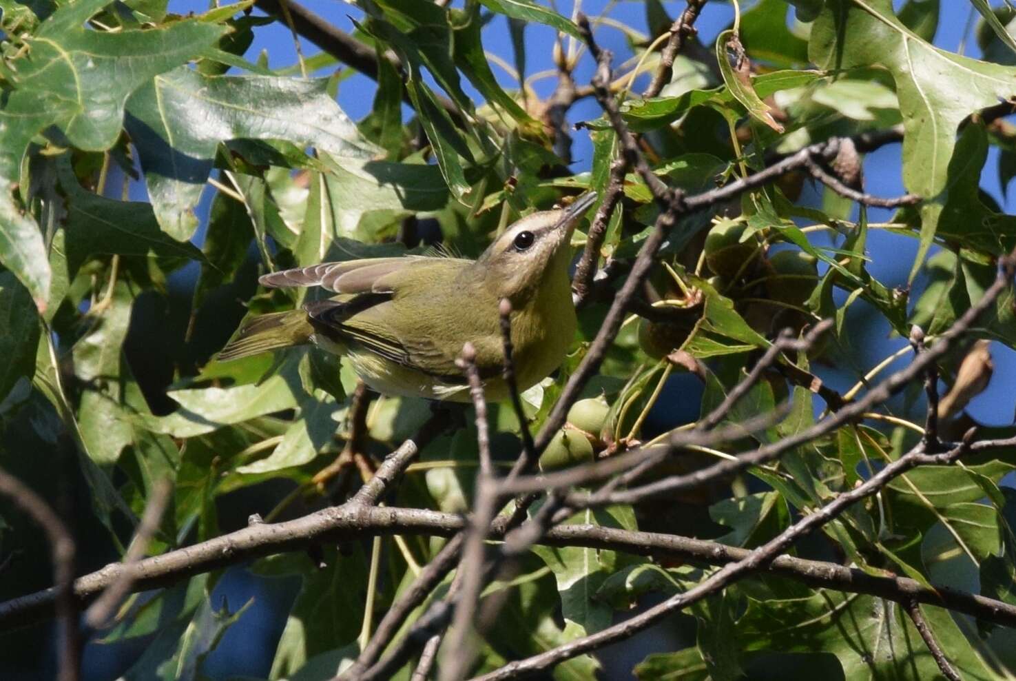 Слика од Vireo philadelphicus (Cassin 1851)