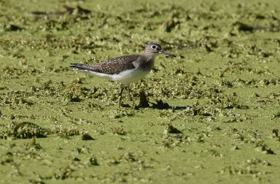 Image of Solitary Sandpiper