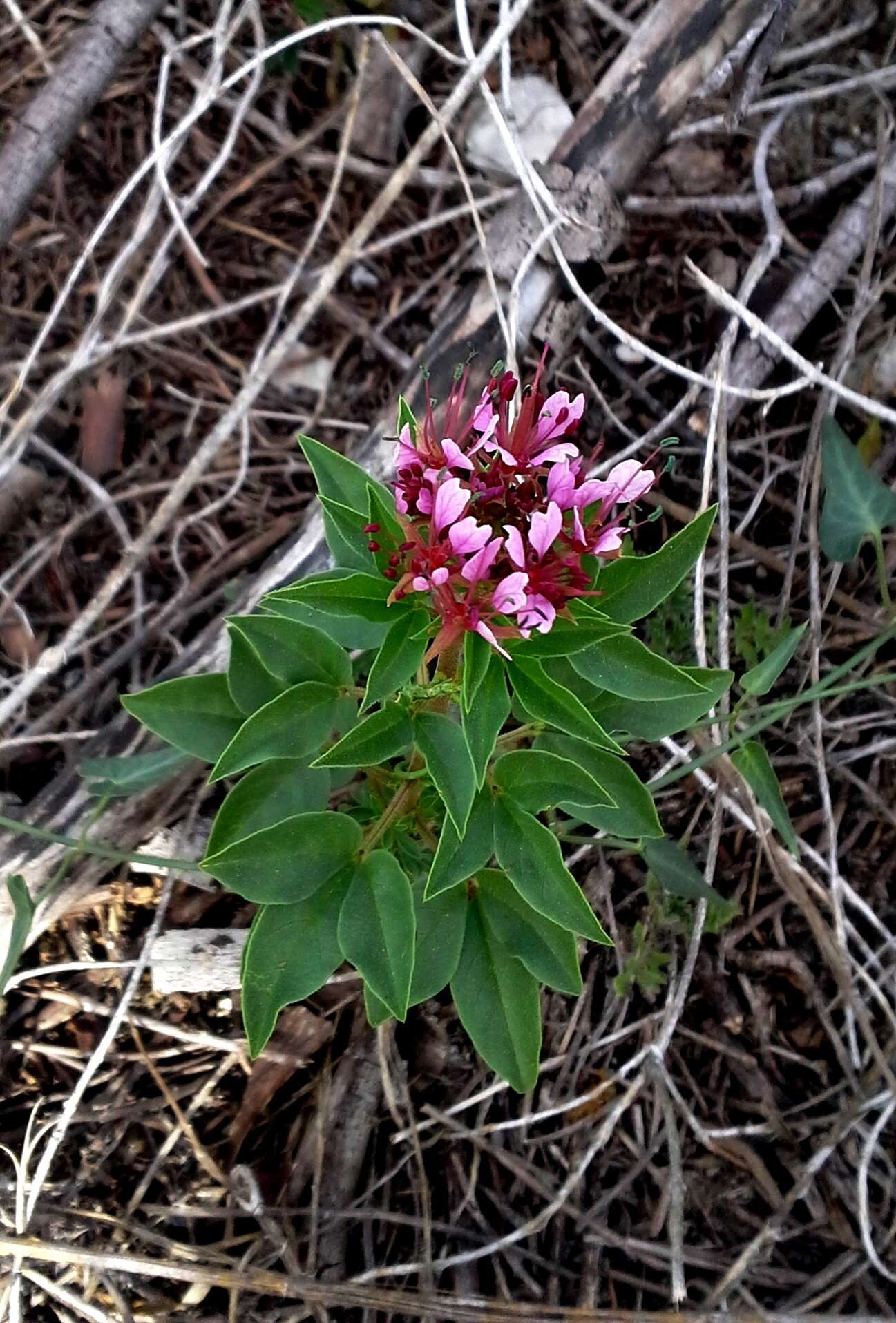 Imagem de Polanisia dodecandra subsp. riograndensis Iltis