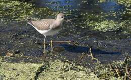 Image of Solitary Sandpiper