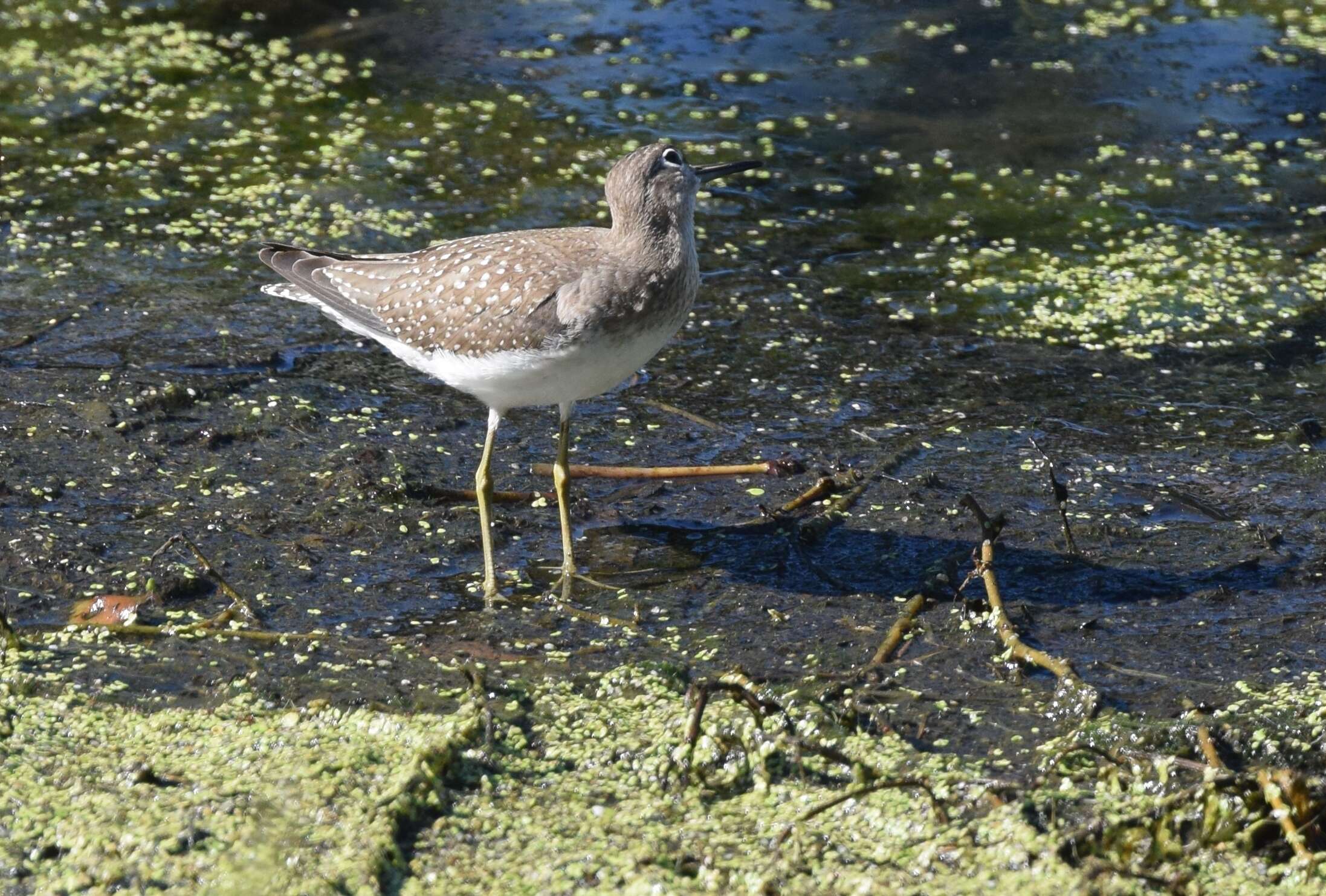 Image of Solitary Sandpiper