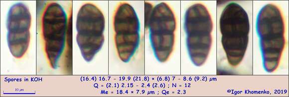 Image of Hysterobrevium mori (Schwein.) E. Boehm & C. L. Schoch 2010