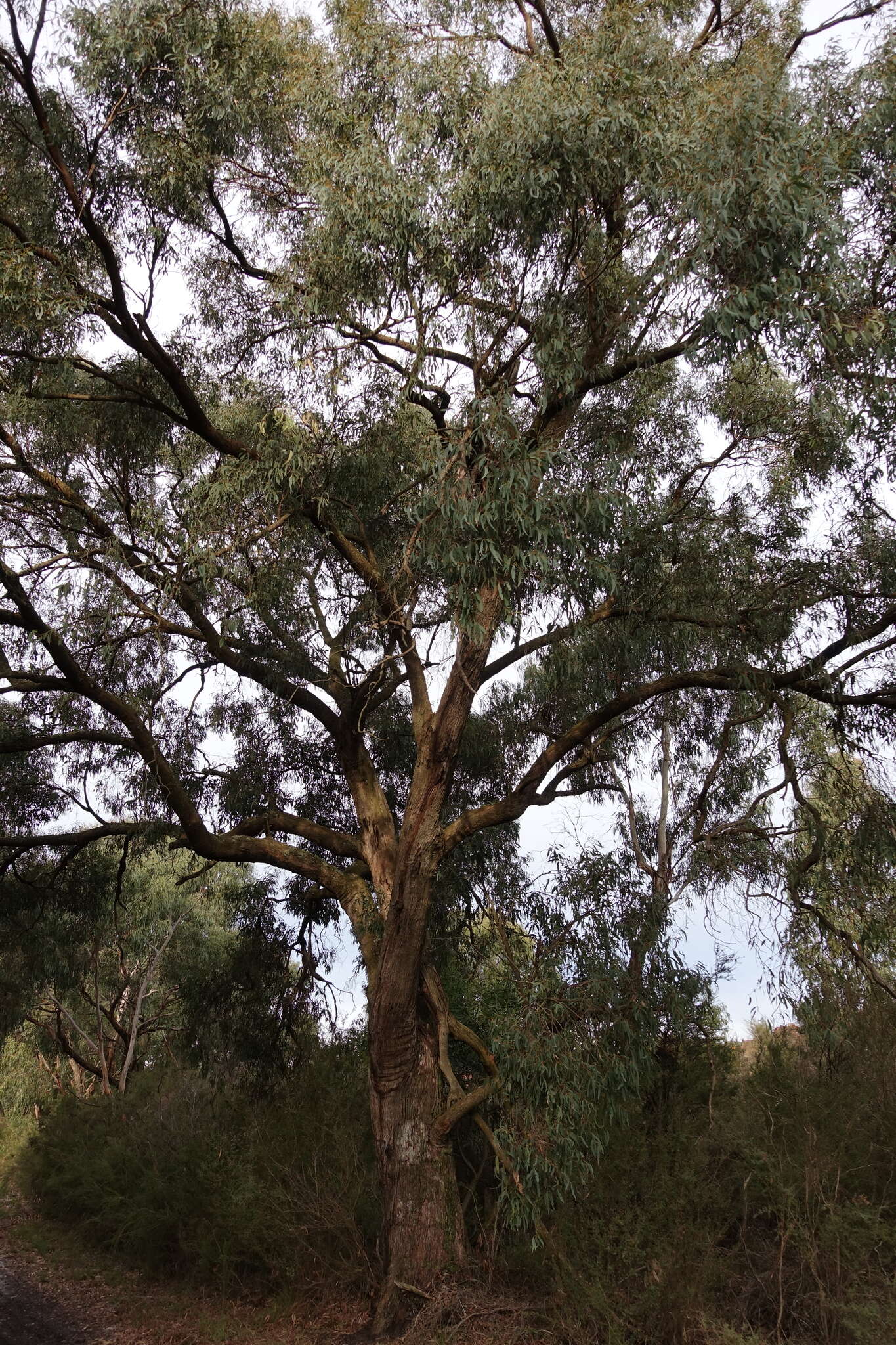 Image of Eucalyptus willisii P. Y. Ladiges, C. J. Humphries & M. I. H. Brooker