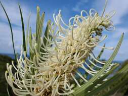 Image de Grevillea exul Lindl.