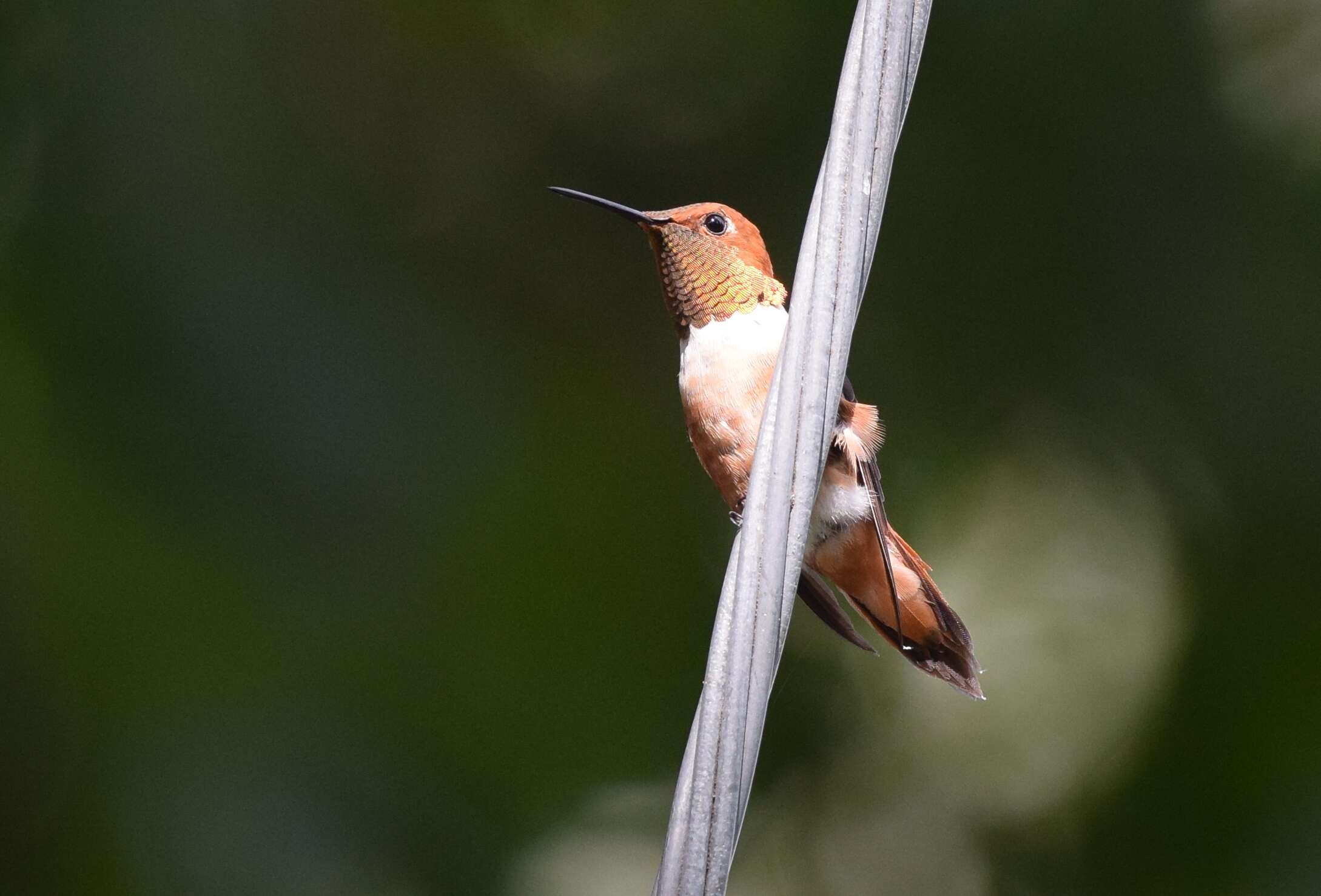 Image de Colibri roux