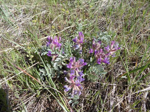 Image of Short's milkvetch