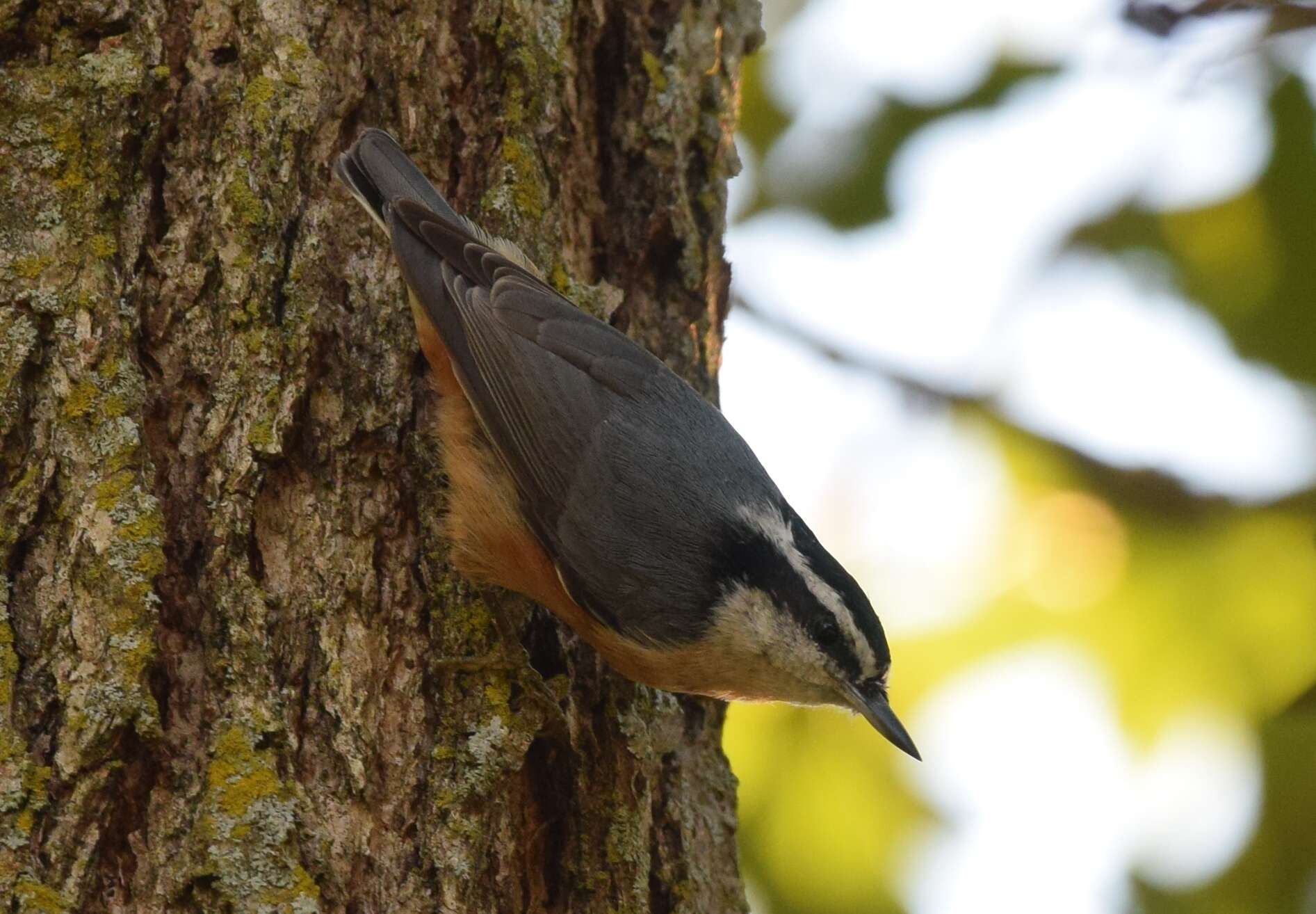 Image of Red-breasted Nuthatch