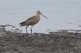 Image of Marbled Godwit