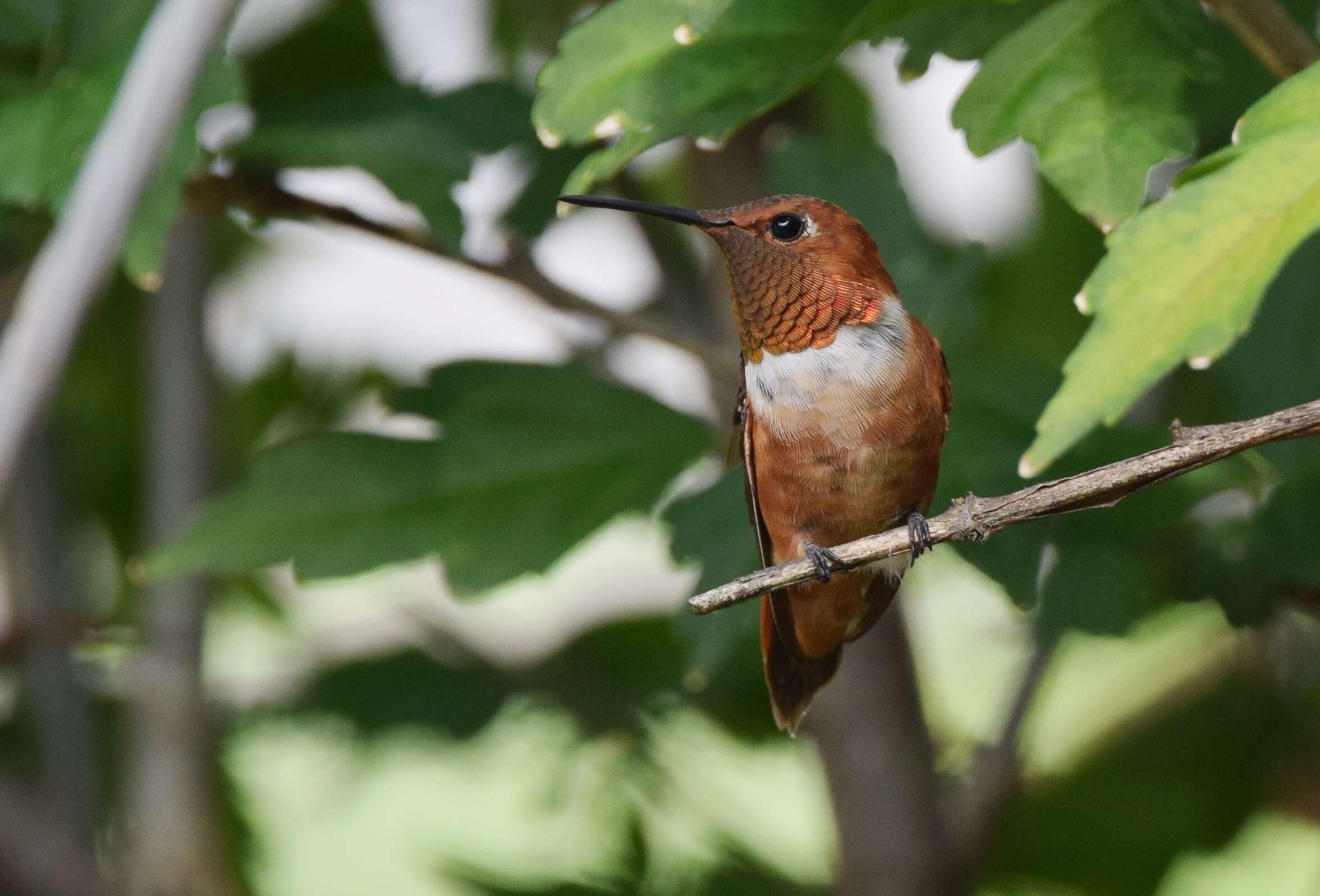 Image de Colibri roux