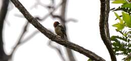 Image of Chestnut-crowned Sparrow-Weaver