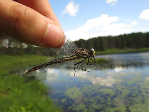 Sivun Arigomphus furcifer (Hagen ex Selys 1878) kuva