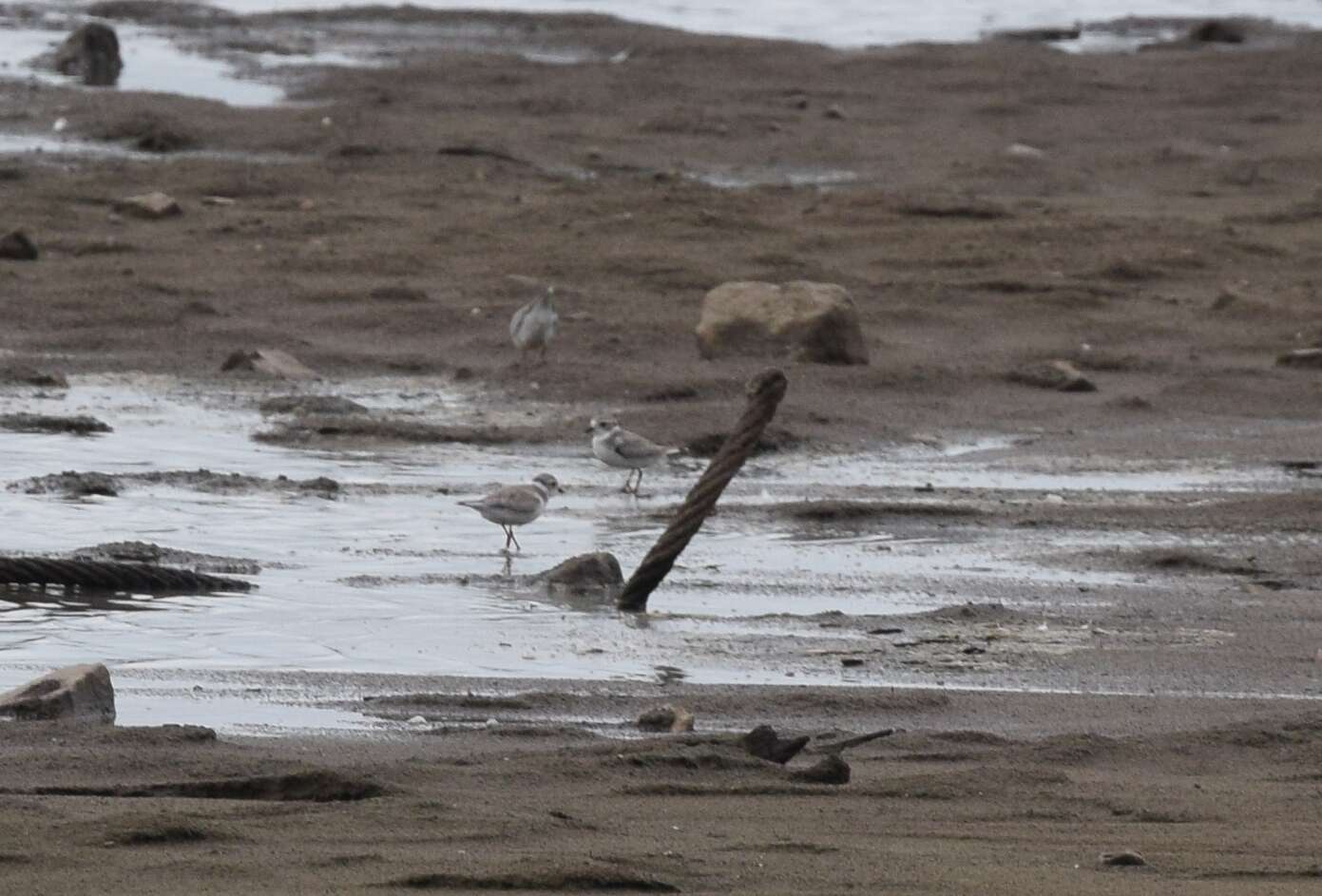 Image of Piping Plover