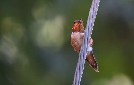 Image de Colibri roux