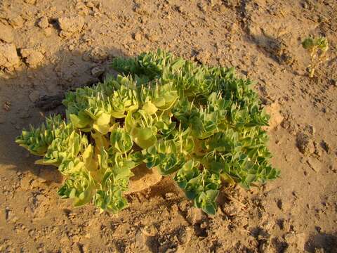 Image of Euphorbia turczaninowii Kar. & Kir.