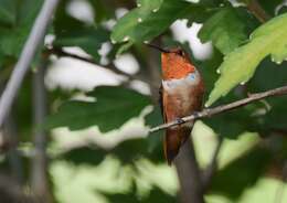 Image de Colibri roux