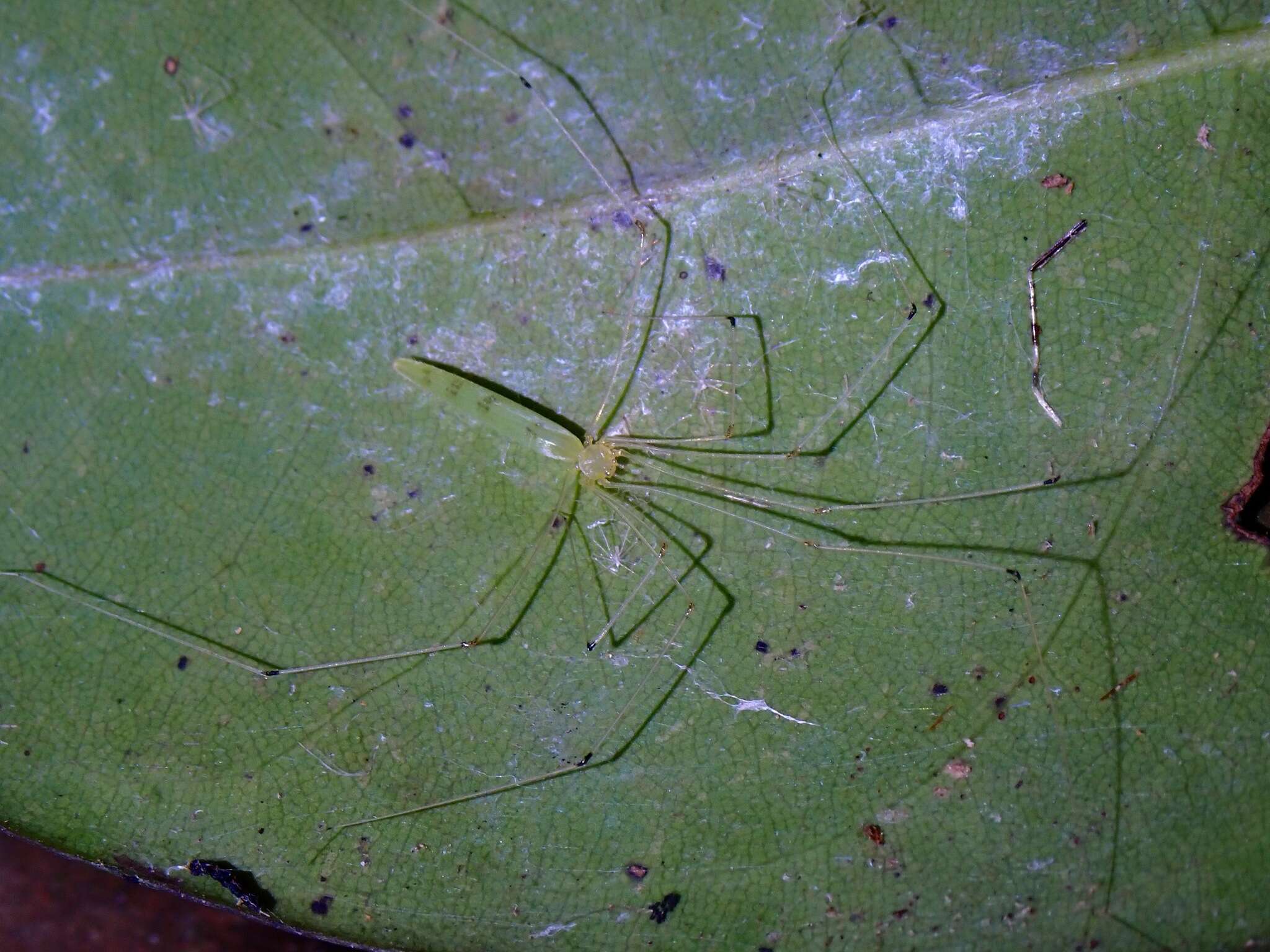 Plancia ëd Leptopholcus borneensis Deeleman-Reinhold 1986