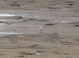 Image of Piping Plover