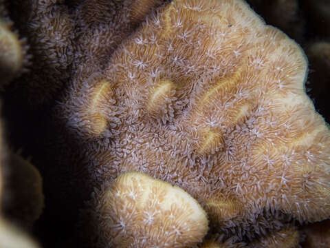 Image of leaf coral