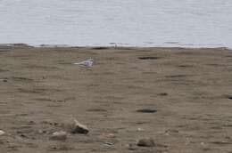 Image of Piping Plover