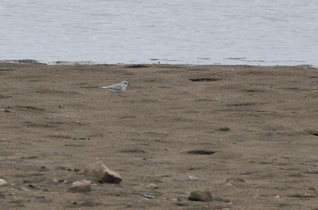 Image of Piping Plover