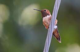 Image de Colibri roux