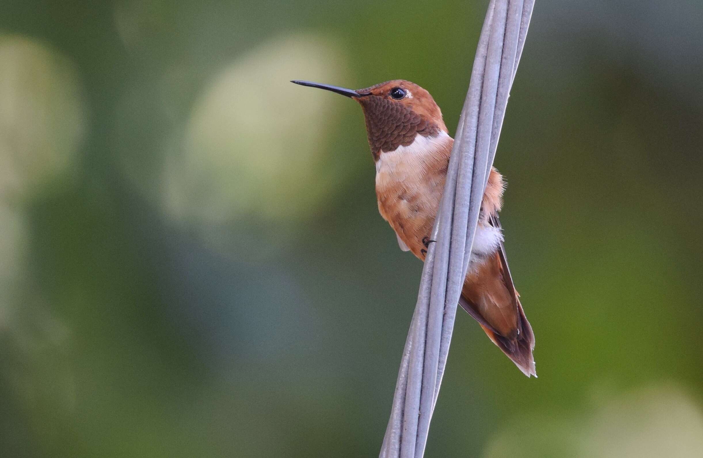 Image de Colibri roux