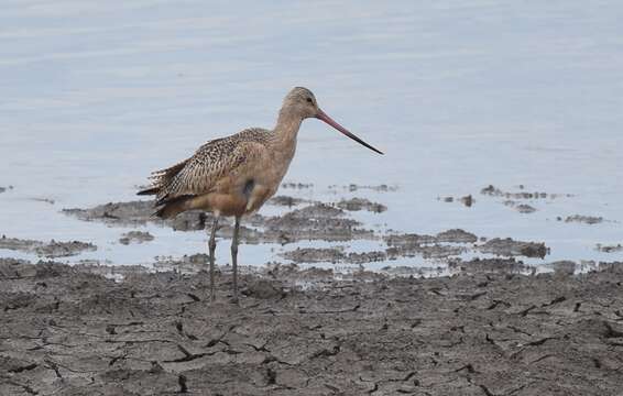 Image of Marbled Godwit