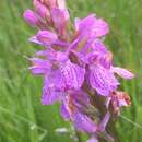 Sivun Dactylorhiza maculata subsp. caramulensis Verm. kuva