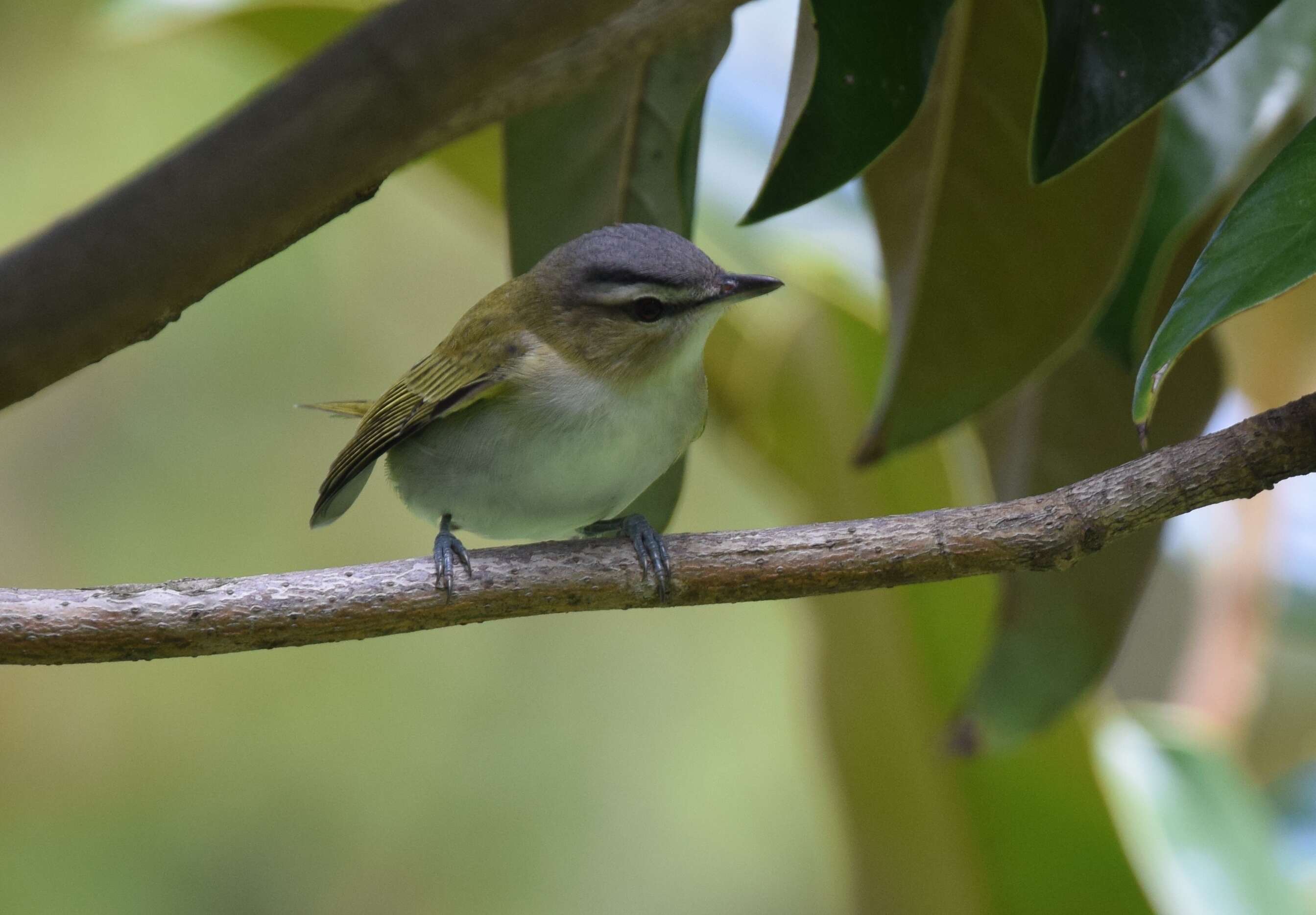 Image of Red-eyed Vireo