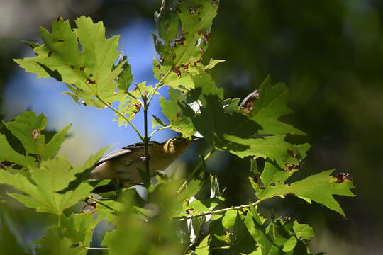 Image of Bay-breasted Warbler