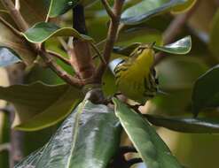 Image of Blackburnian Warbler